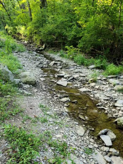 McFarlan Woods, Mt. Airy Forest - Cincinnati, OH