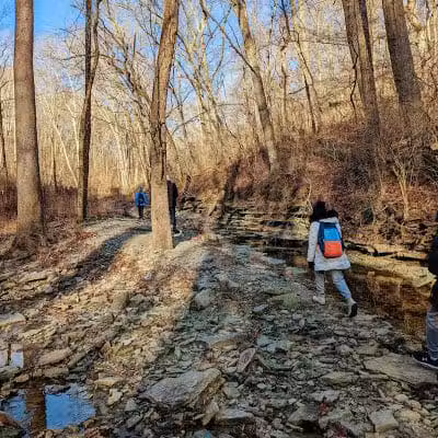 McFarlan Woods, Mt. Airy Forest - Cincinnati, OH