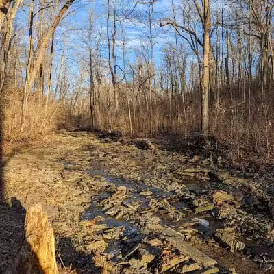 McFarlan Woods, Mt. Airy Forest - Cincinnati, OH