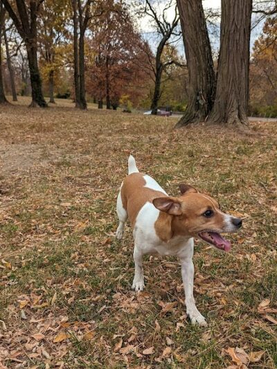 Mt. Airy Dog Park - Cincinnati, OH