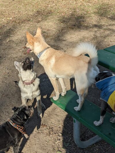 Mt. Airy Dog Park - Cincinnati, OH