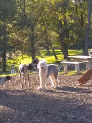 Mt. Airy Dog Park - Cincinnati, OH
