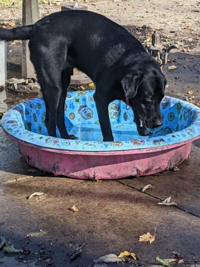 Mt. Airy Dog Park - Cincinnati, OH