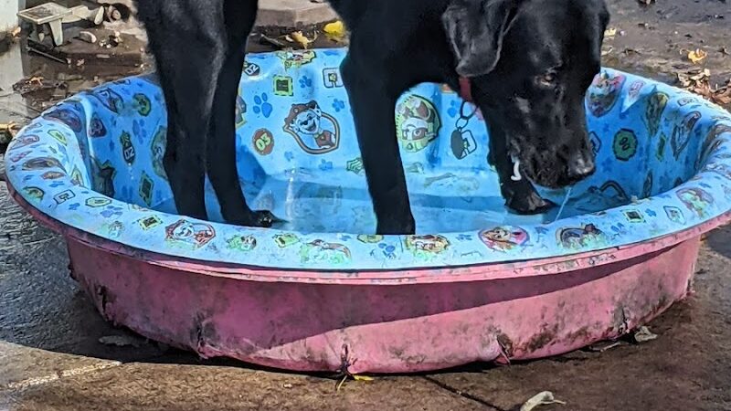 Mt. Airy Dog Park - Cincinnati, OH