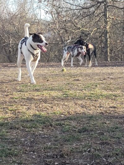 Mt. Airy Dog Park - Cincinnati, OH