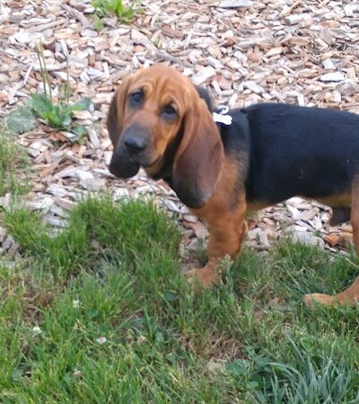 Mt. Airy Dog Park - Cincinnati, OH