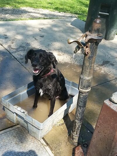 Mt. Airy Dog Park - Cincinnati, OH