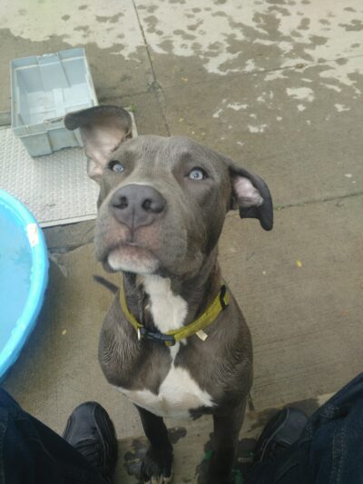 Mt. Airy Dog Park - Cincinnati, OH