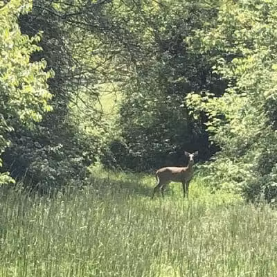 Mt. Airy Forest - Cincinnati, OH