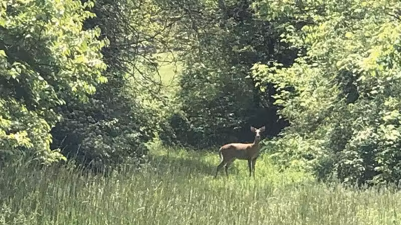 Mt. Airy Forest - Cincinnati, OH