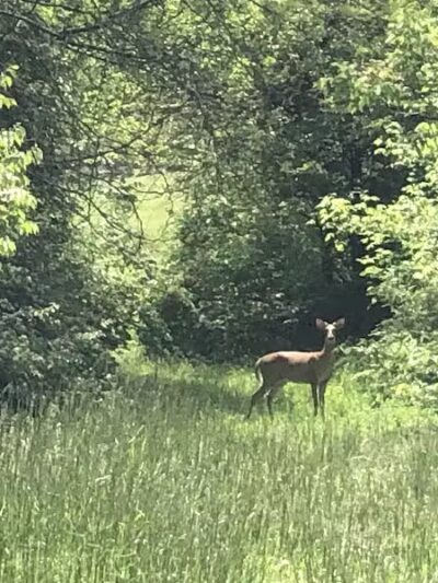 Mt. Airy Forest - Cincinnati, OH