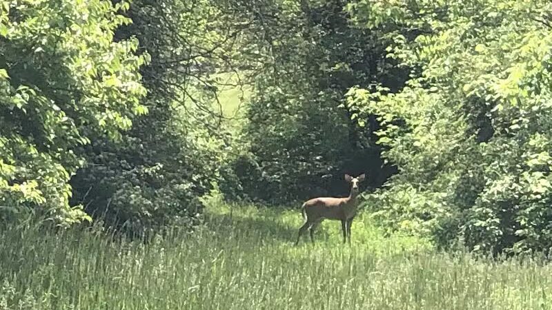 Mt. Airy Forest - Cincinnati, OH