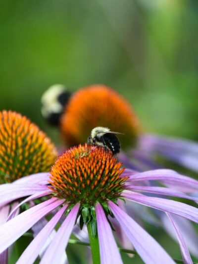 Mt. Storm Park - Cincinnati, OH