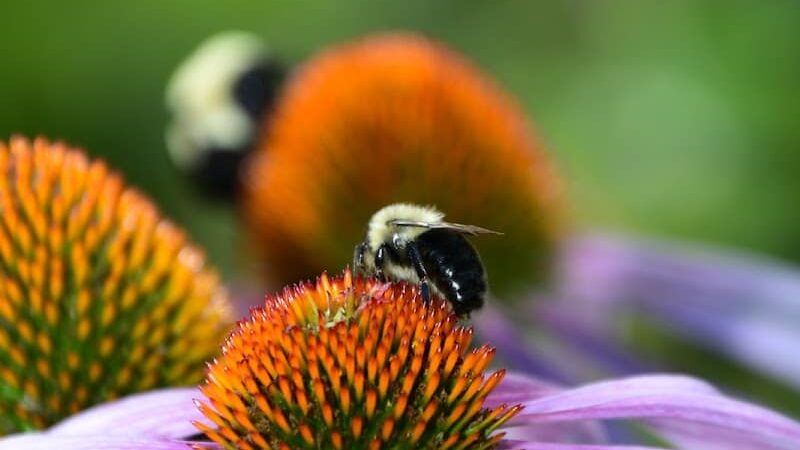 Mt. Storm Park - Cincinnati, OH