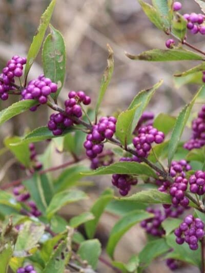 Mt. Storm Park - Cincinnati, OH