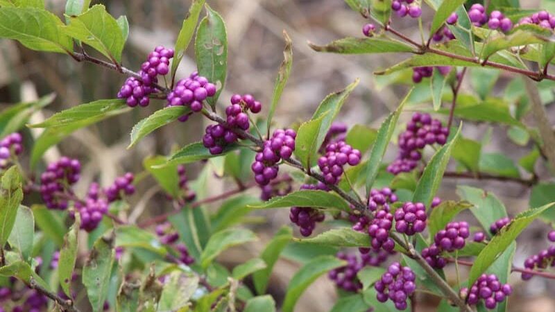 Mt. Storm Park - Cincinnati, OH