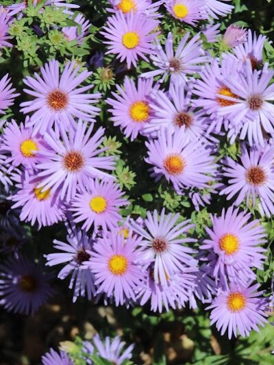 Mt. Storm Park - Cincinnati, OH