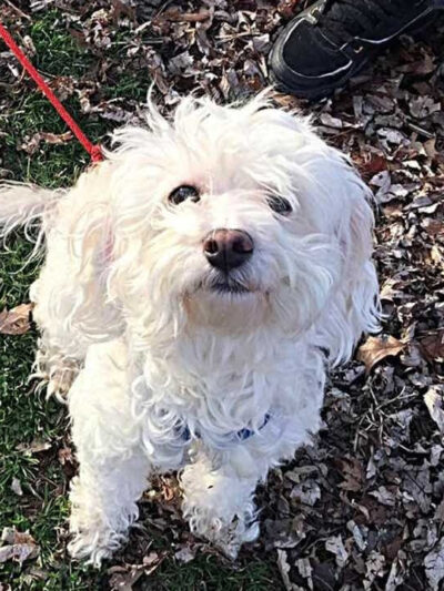 Oakley Station Dog Park - Cincinnati, OH