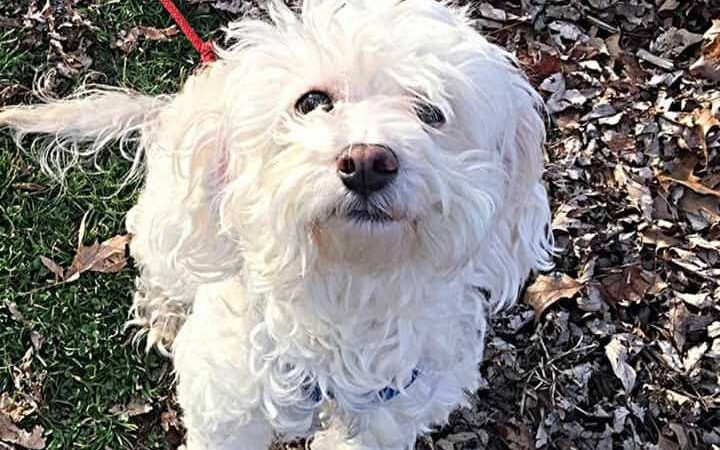 Oakley Station Dog Park - Cincinnati, OH