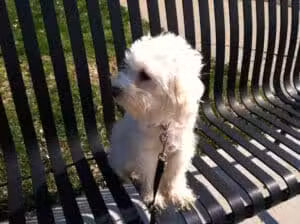 Oakley Station Dog Park - Cincinnati, OH