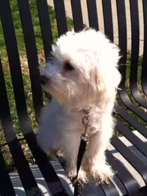 Oakley Station Dog Park - Cincinnati, OH