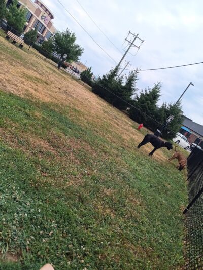 Oakley Station Dog Park - Cincinnati, OH