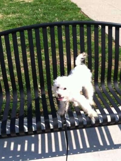 Oakley Station Dog Park - Cincinnati, OH