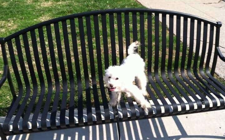Oakley Station Dog Park - Cincinnati, OH