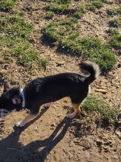 Oakley Station Dog Park - Cincinnati, OH