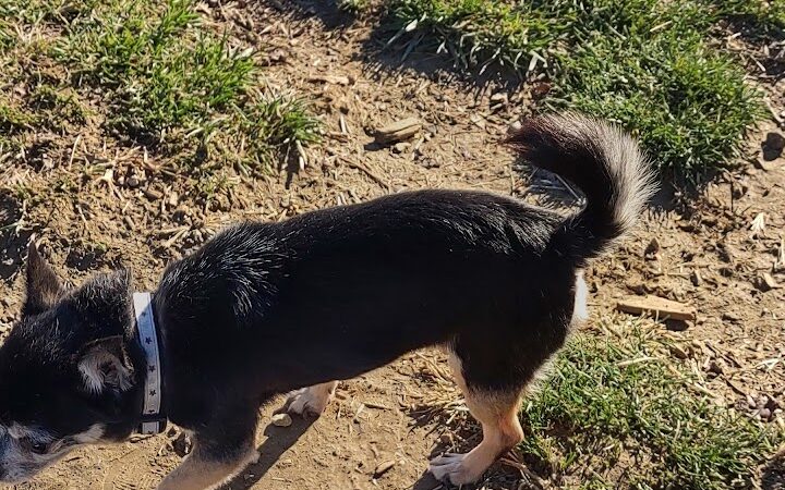 Oakley Station Dog Park - Cincinnati, OH