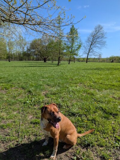 Otto Armleder Dog Park - Cincinnati, OH