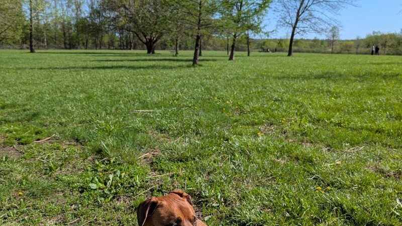 Otto Armleder Dog Park - Cincinnati, OH