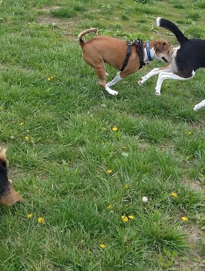 Otto Armleder Dog Park - Cincinnati, OH