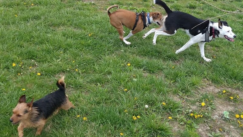 Otto Armleder Dog Park - Cincinnati, OH