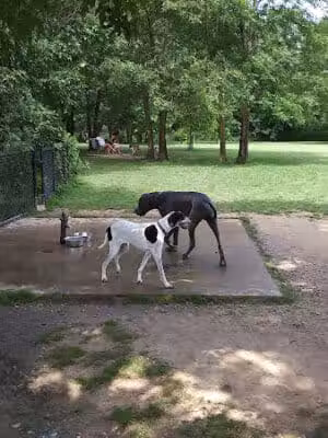 Otto Armleder Dog Park - Cincinnati, OH