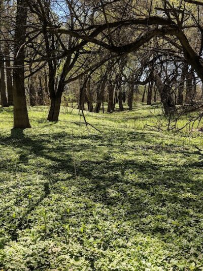 Otto Armleder Dog Park - Cincinnati, OH
