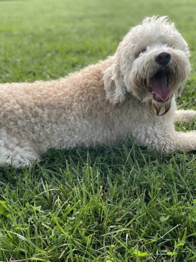 Otto Armleder Dog Park - Cincinnati, OH