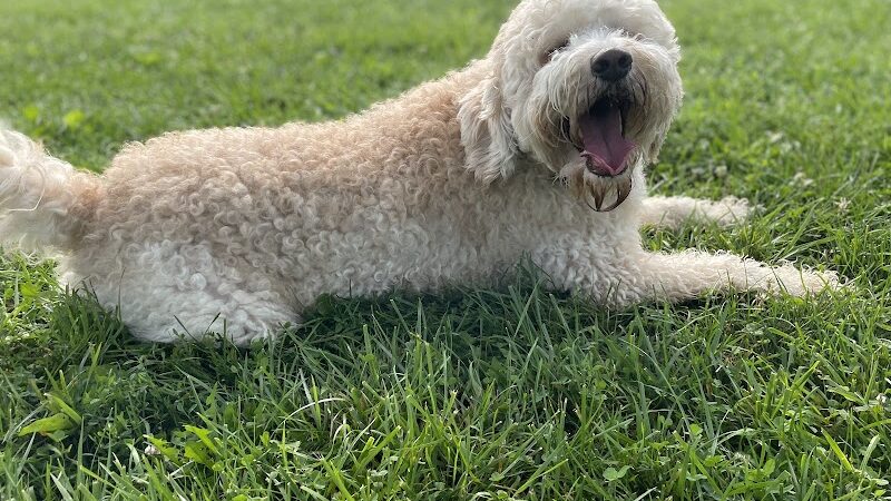 Otto Armleder Dog Park - Cincinnati, OH