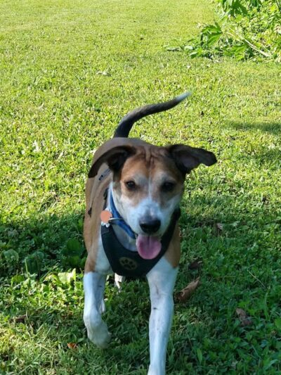 Otto Armleder Dog Park - Cincinnati, OH