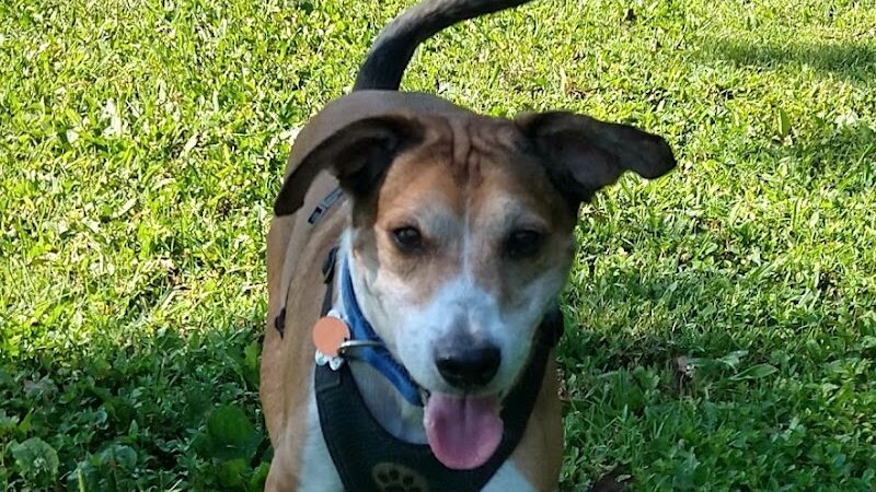 Otto Armleder Dog Park - Cincinnati, OH