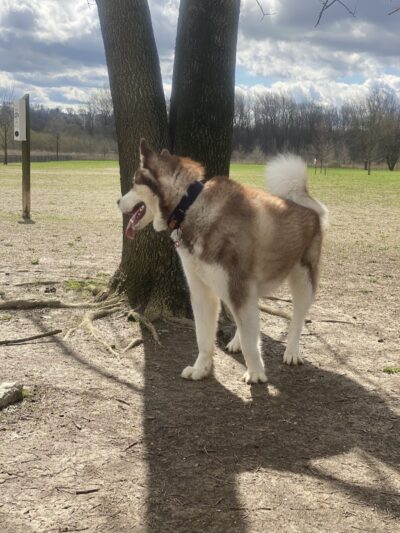 Otto Armleder Dog Park - Cincinnati, OH
