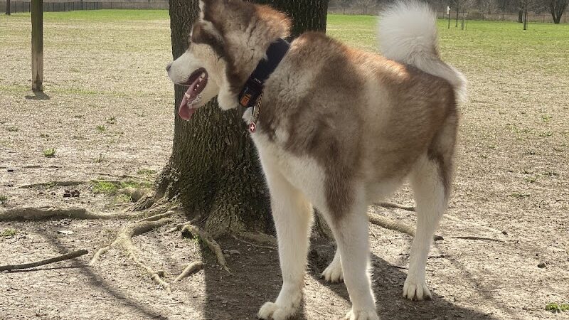 Otto Armleder Dog Park - Cincinnati, OH