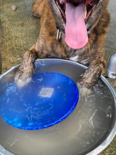 Otto Armleder Dog Park - Cincinnati, OH