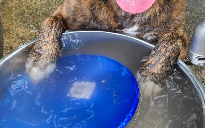 Otto Armleder Dog Park - Cincinnati, OH