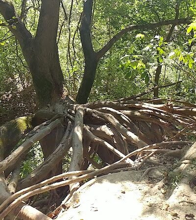Otto Armleder Memorial Park - Cincinnati, OH