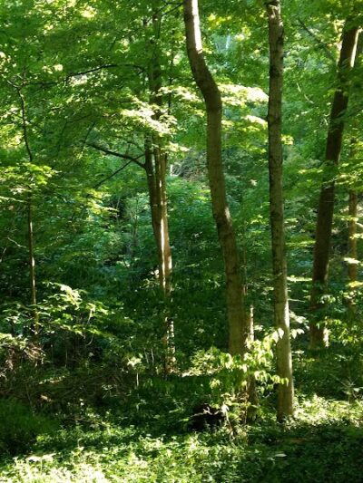 Parker Woods Nature Preserve - Cincinnati, OH