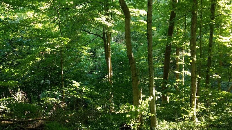 Parker Woods Nature Preserve - Cincinnati, OH