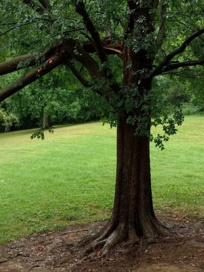 Parker Woods Nature Preserve - Cincinnati, OH