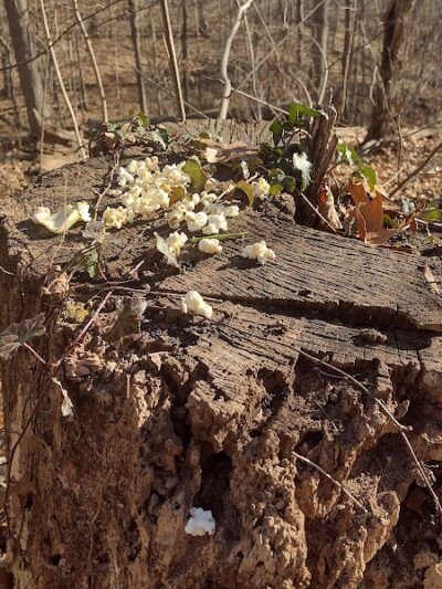 Parker Woods Nature Preserve - Cincinnati, OH