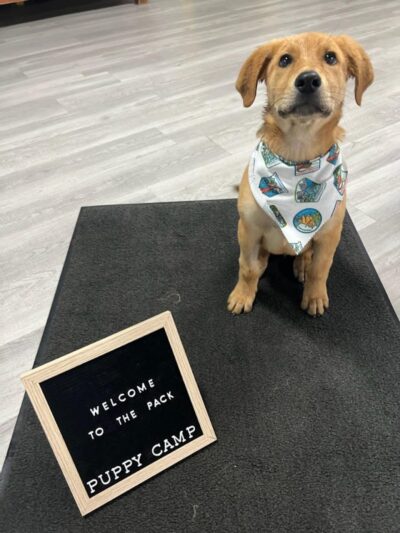 Puppy Camp - Cincinnati, OH